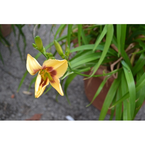 117 - Potted day lily. Height 70 CM.