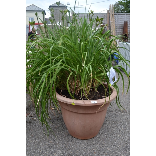 118 - Potted day lily. Height 130 CM.