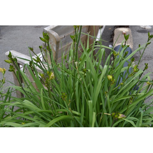 118 - Potted day lily. Height 130 CM.