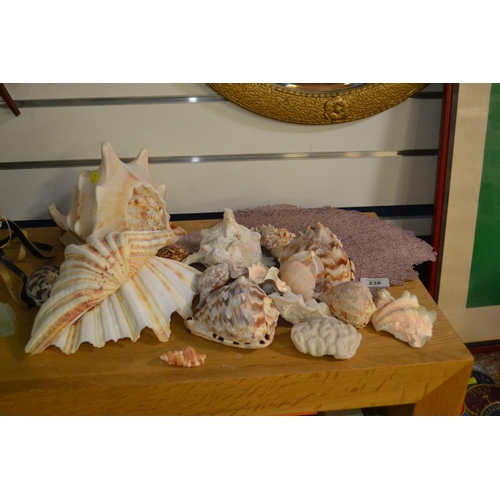 238 - Collection of seashells & corals