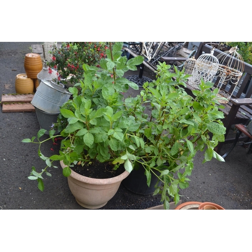Lot 173       