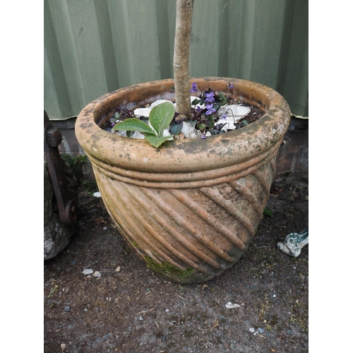 25 - Olive tree in terracotta pot, overall height approx 230cm