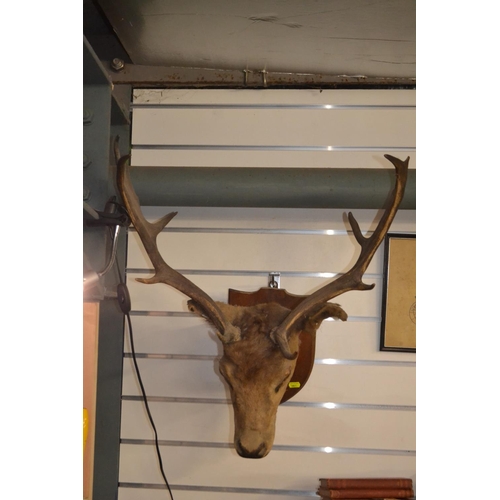 413 - Taxidermy antlered deer head.