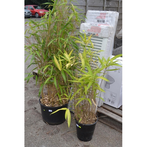 114 - 2 potted bamboos,  Pleioblastus &  Pleioblastus viridistriatus (variegated)