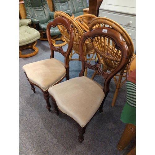 409 - Pair of Victorian balloon backed chairs