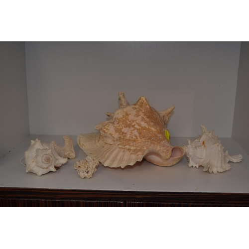 393 - 4 sea shells