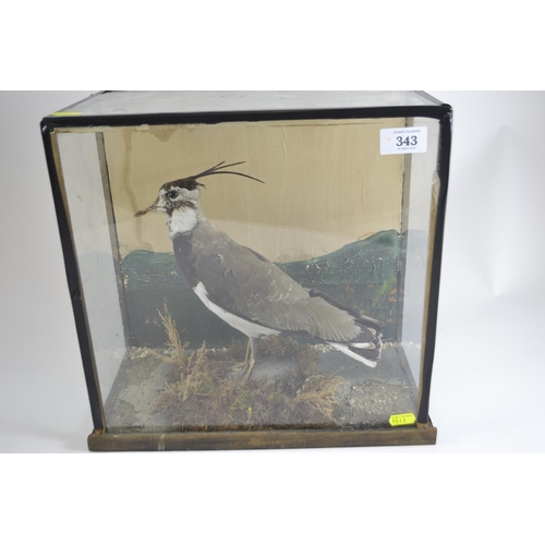 343 - Taxidermy of a peewit in a small glass case W34cm D19cm H33cm.