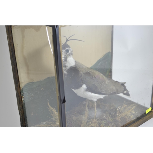 343 - Taxidermy of a peewit in a small glass case W34cm D19cm H33cm.