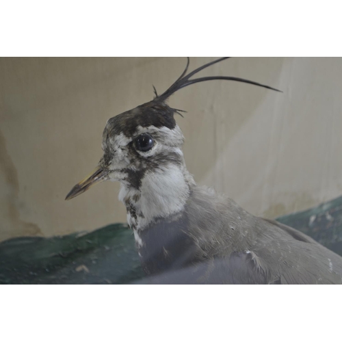 343 - Taxidermy of a peewit in a small glass case W34cm D19cm H33cm.