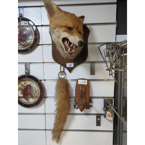 341 - Taxidermy mounted fox head, mounted paw with plaque referencing East Cornwall Hunt with date 2nd Feb... 