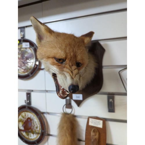 341 - Taxidermy mounted fox head, mounted paw with plaque referencing East Cornwall Hunt with date 2nd Feb... 