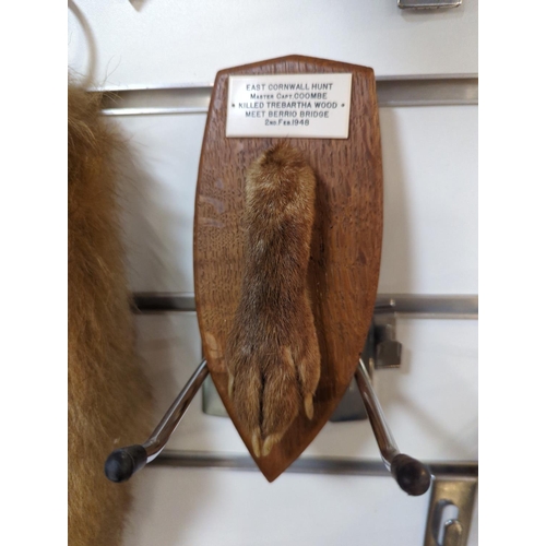 341 - Taxidermy mounted fox head, mounted paw with plaque referencing East Cornwall Hunt with date 2nd Feb... 