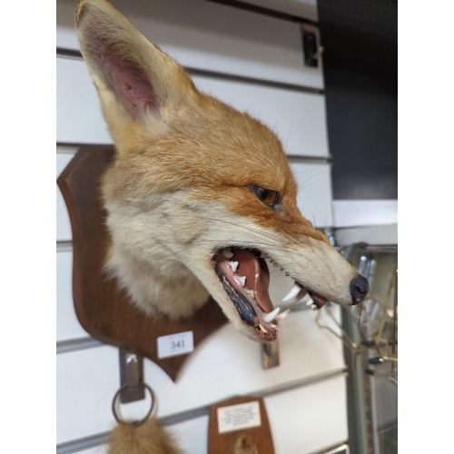 341 - Taxidermy mounted fox head, mounted paw with plaque referencing East Cornwall Hunt with date 2nd Feb... 