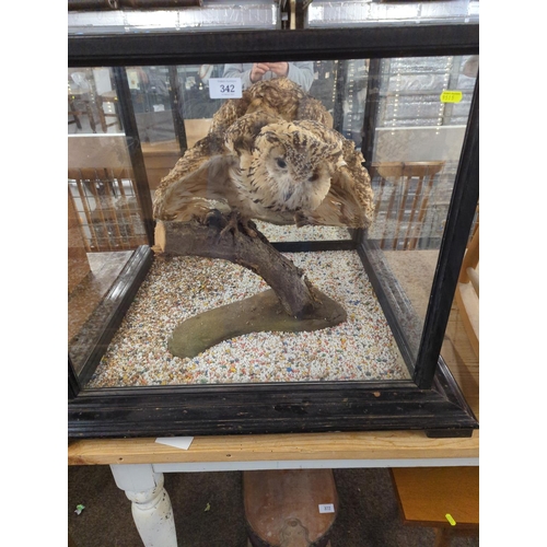 342 - Taxidermy Tawny owl in Large glass case 80cm x 74cm x 62cm.