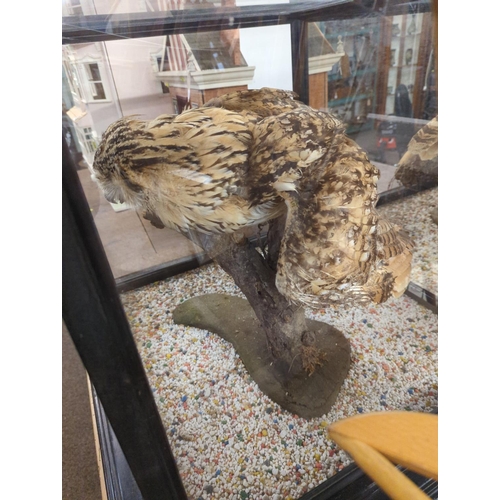 342 - Taxidermy Tawny owl in Large glass case 80cm x 74cm x 62cm.