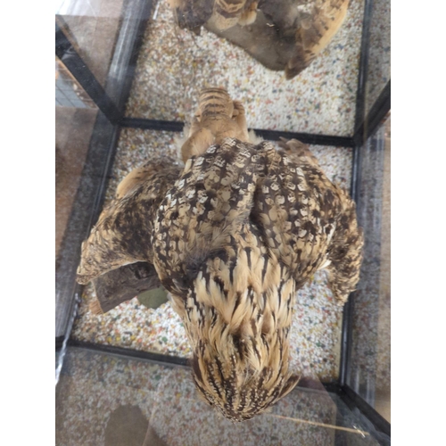 342 - Taxidermy Tawny owl in Large glass case 80cm x 74cm x 62cm.