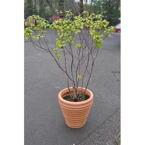 220 - Potted shrub (possibly Honeysuckle) in plastic pot together with glazed planter