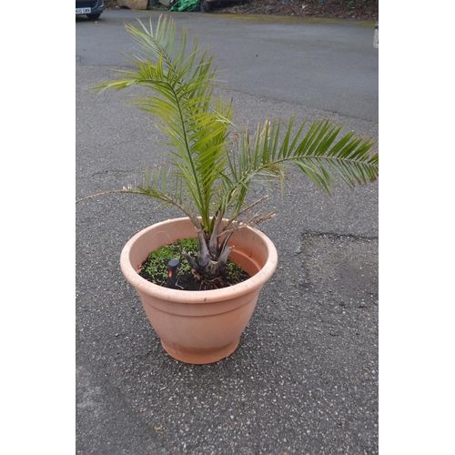 221 - Potted palm plant