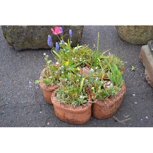 78 - Terracotta sectional planter with central sun detail (sections separate) Planted with hyacinths &... 