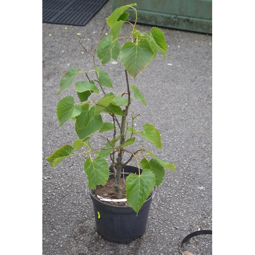 211 - Potted Chinese lime Tilia