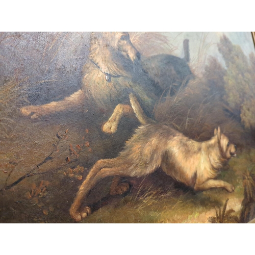 502 - Oil on board. Terriers hunting a badger. 90cm x 776cm inclusive of frame. No visible signature.