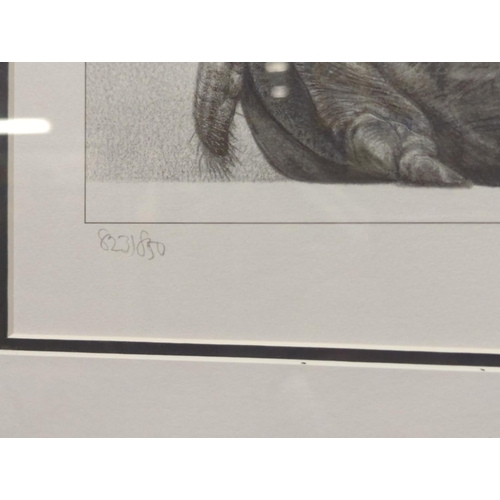 516 - Gary Hodges, signed ltd. 823/850 print titled 'Tropical Slumber' 71cm x 36cm overall dimensions.