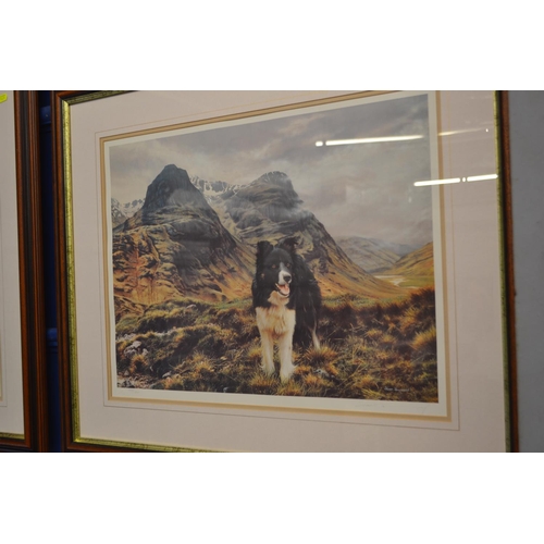 168 - Steven Townsend -228/660. Signed ltd. ed. Champion of the Glen. 56cm x 42cm