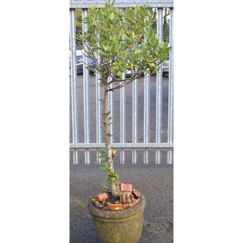 196 - Large concrete pot with Bay Tree. Overall H190cm.