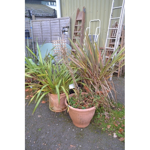 43 - 4 large pots with various plant contents