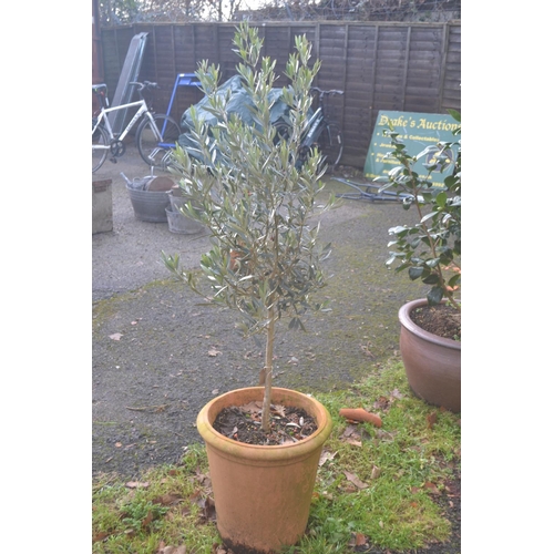 143 - Terracotta potted Olive tree. H153cm