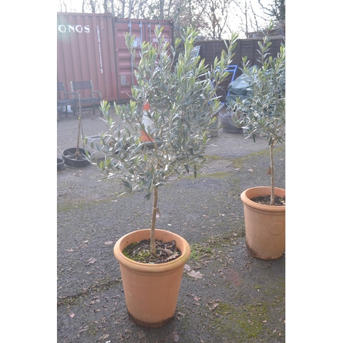 145 - Terracotta potted Olive tree. H158cm