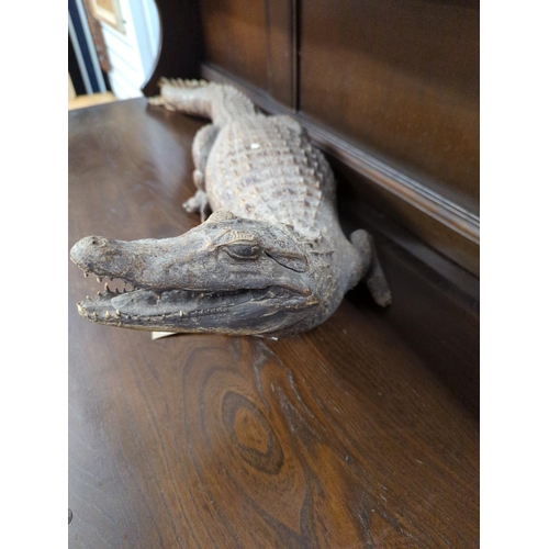 626 - Taxidermy caiman . Approx 85cm long