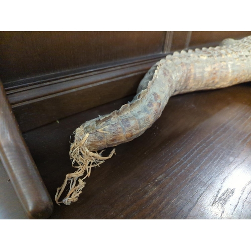 626 - Taxidermy caiman . Approx 85cm long