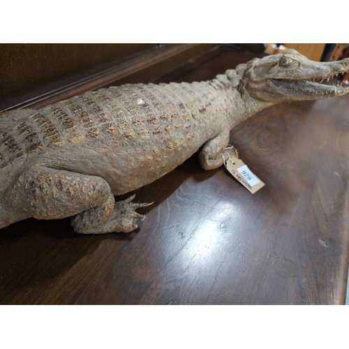 626 - Taxidermy caiman . Approx 85cm long