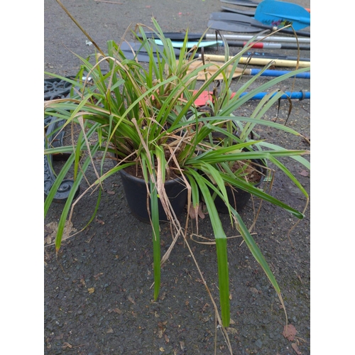160 - 2 potted ornamental grasses and 2 potted iris