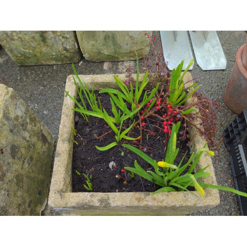 32 - Pair of composite stone planters with daffodils & Cotoneaster  H37cm