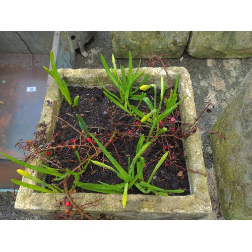 32 - Pair of composite stone planters with daffodils & Cotoneaster  H37cm