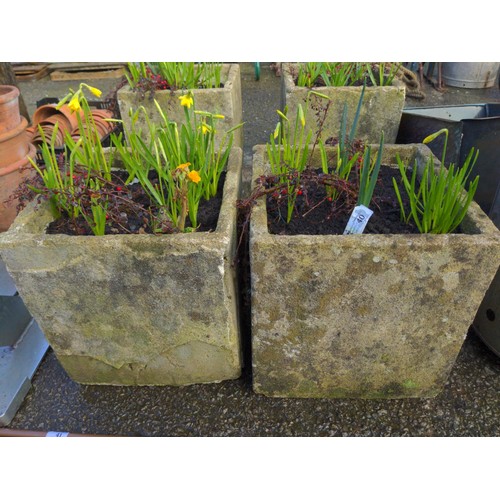 40 - Pair of composite stone planters with daffodils & cotoneaster. H37cm