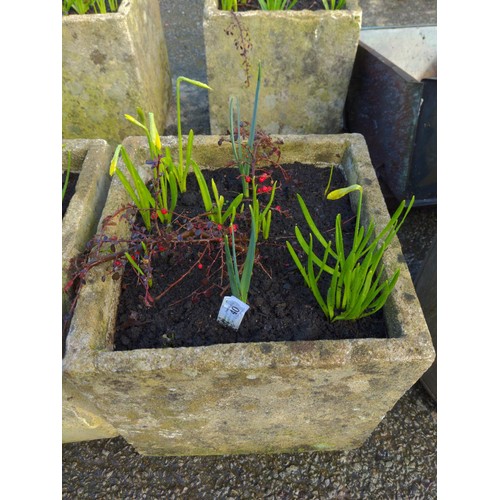 40 - Pair of composite stone planters with daffodils & cotoneaster. H37cm