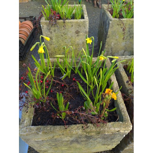 40 - Pair of composite stone planters with daffodils & cotoneaster. H37cm