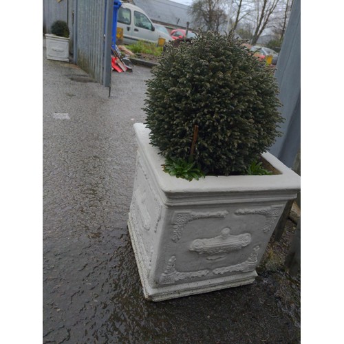 48 - Pair of white painted classically decorated cube planters with evergreen contents. W40cm