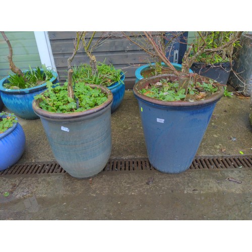 53 - 2 tall glazed planter pots with Japanese maple contents. H41cm (tallest pot)