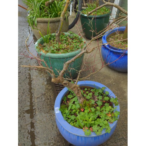 55 - Green & blue planters with Japanese maple contents