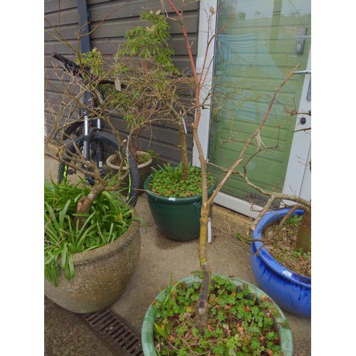 55 - Green & blue planters with Japanese maple contents