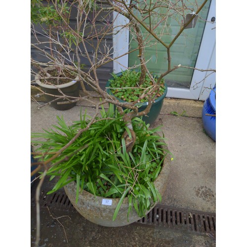 57 - Large concrete pot (h44cm D58cm) and green glazed planter pot, with Japanese maple contents