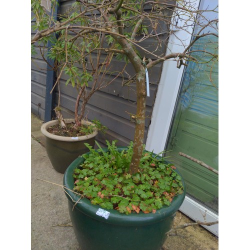 57 - Large concrete pot (h44cm D58cm) and green glazed planter pot, with Japanese maple contents