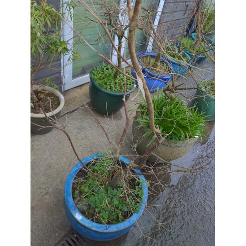 58 - Glazed planter with possibly dead contents & 1 other