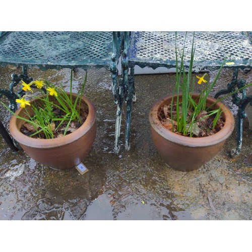 98 - Pair of planters with daffodil contents. H24cm D32cm