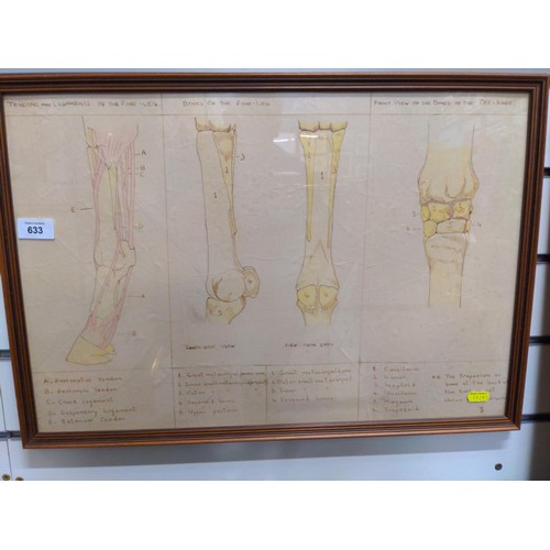 633 - Framed anatomical illustration of a horses foreleg, 59 x 40cm