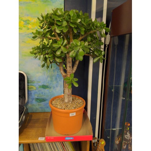 958 - Large potted money plant.  Approx. 60cm not including pot.